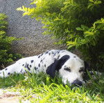 Un Bodacion au pelage bicolore, allongé sur une surface herbacée et regardant la caméra 