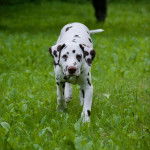 Un Bodacion au pelage bicolore, marchant sur une surface herbacée et regardant vers la caméra 