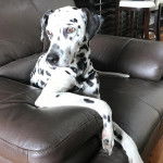 Un Bodacion au pelage bicolore, allongé sur un canapé et semblant détendu 