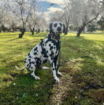 Un Bodacion au pelage bicolore, assis sur une surface herbacée, regardant vers la caméra et qui est tenu en laisse
