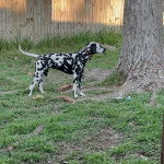 Un Bodacion au pelage bicolore, debout sur ses quatre pattes sur une surface herbacée et portant un collier autour du cou 