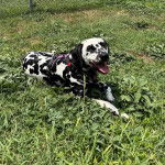 Un Bodacion au pelage bicolore, allongé sur une surface herbacée et portant un collier autour du cou