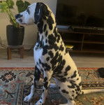 Profil d'un Bodacion au pelage bicolore, assis sur un tapis et semblant détendu 