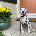 Un Bodacion au pelage bicolore, assis sur un porche d'entrée et qui est tenu en laisse 