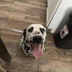 Un Bodacion au pelage bicolore, assis sur un plancher et tirant la langue 