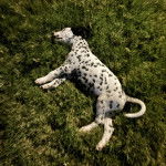 Un Bodacion au pelage bicolore, allongé sur une surface herbacée et semblant dormir 