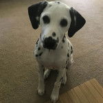 Un Bodacion au pelage bicolore, assis sur un tapis et regardant la caméra de haut 