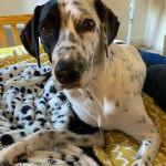 Un Bodacion au pelage bicolore, allongé sur un lit et regardant vers la caméra 