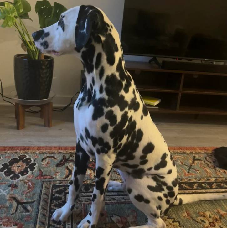 Profil d'un Bodacion au pelage bicolore, assis sur un tapis et semblant détendu 