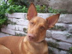 Brisa - Chien du Pharaon (2 ans)