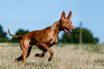 Un Chien du Pharaon en train de courir