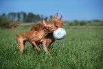 Deux Chiens du Pharaon en train de jouer avec un ballon de football