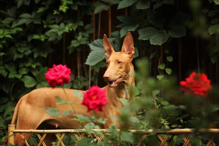 Un Chien du Pharaon dans un jardin fleuri