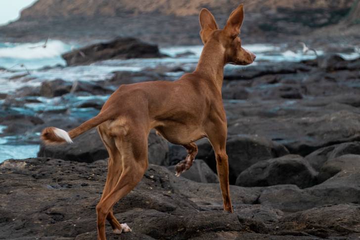Un Chien du Pharaon en train de se promener sur des rochers au bord de la mer