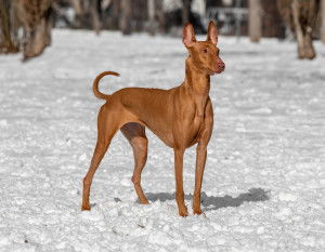 L'aplomb du chien