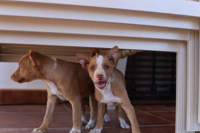 Photo Chien du Pharaon