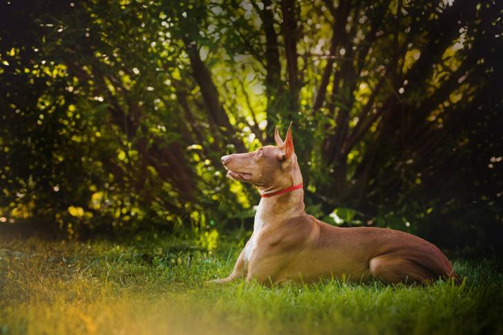 Photo Chien du Pharaon