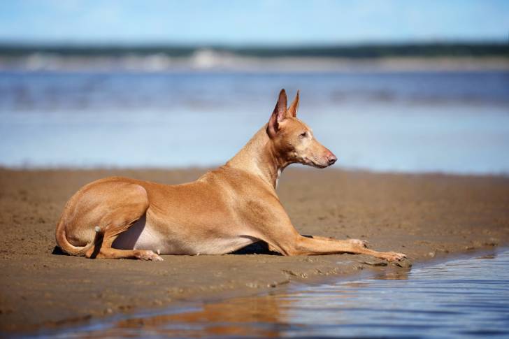 Un Chien du Pharaon allongé sur une plage