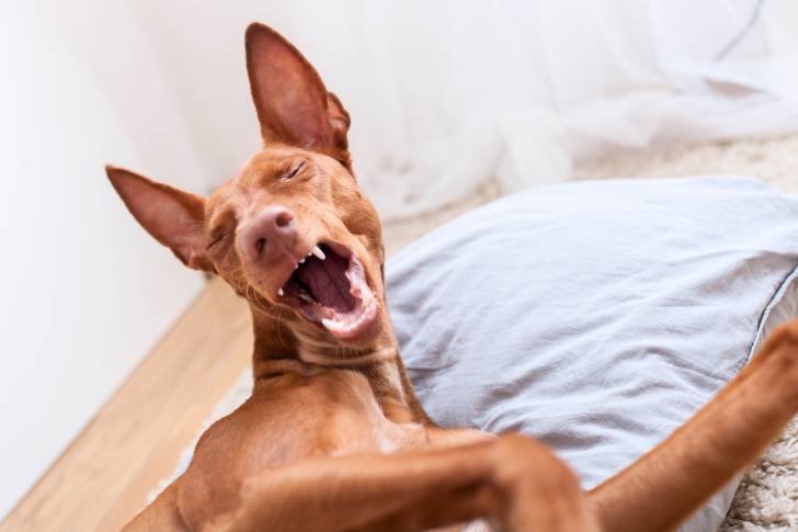 Photo Chien du Pharaon