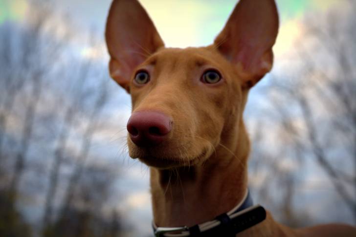 Un Chien du Pharaon avec les oreilles tendues