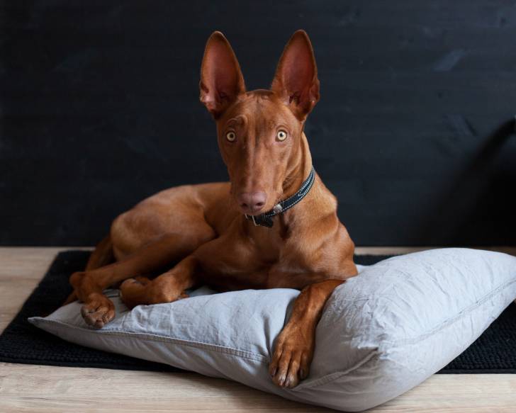 Un Chien du Pharaon allongé sur un coussin