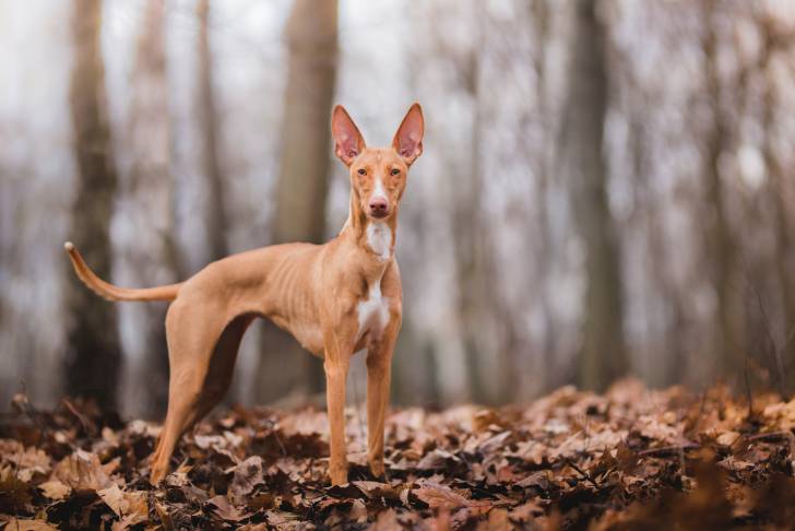 Un Chien du Pharaon en position statique dans un bois