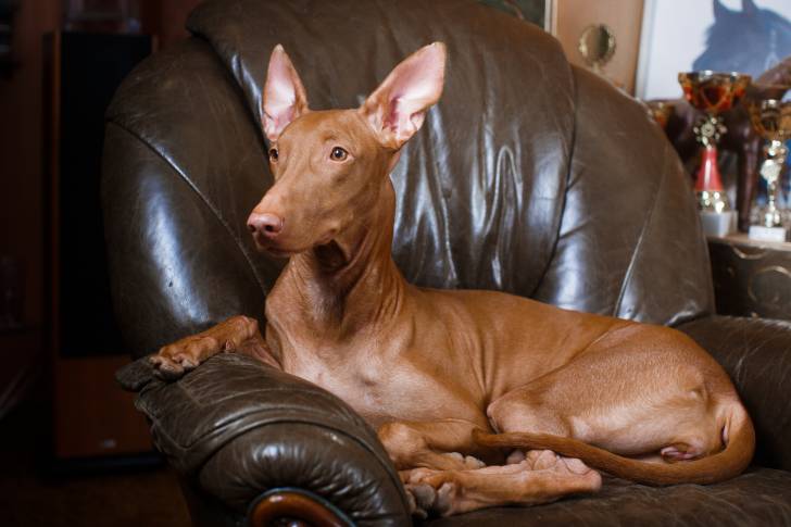 Photo Chien du Pharaon