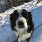 Un Bordernese assis sur une surface enneigée et qui est tenu en laisse 