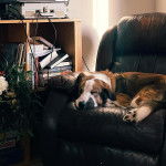 Un Bordernese allongé sur un canapé et semblant dormir 