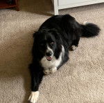 Un Bordernese allongé sur une moquette et ayant la gueule légèrement ouverte 