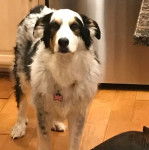 Un Bordernese sur un plancher et portant un collier autour du cou