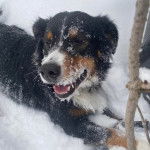 Un Bordernese allongé sur une surface enneigée et ayant la gueule légèrement ouverte 