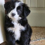 Un Bordernese assis sur un tapis et regardant vers la caméra 