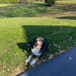 Un Bordernese allongé sur un terrain gazonné et tirant la langue 