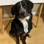 Un Bordernese assis sur un plancher et regardant la caméra 