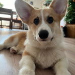 Un Borgi au pelage bicolore, allongé sur un plancher et regardant vers la caméra 