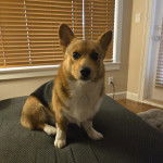 Un Borgi au pelage tricolore, assis sur un lit et regardant vers la caméra 