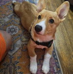 Un Borgi au pelage bicolore, allongé sur un tapis et portant un collier autour du cou 