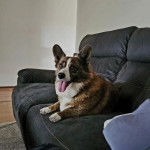 Un Borgi au pelage tricolore, allongé sur un canapé et tirant la langue 