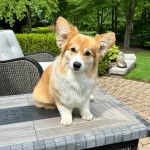 Un Borgi au pelage bicolore, assis sur une table et regardant vers la caméra 