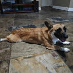 Un Borgi au pelage bicolore, allongé sur une surface carrelé et ayant la gueule ouverte 