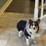 Un Borgi au pelage tricolore, debout sur ses quatre pattes sur une surface carrelé, portant un carcan et un harnais 