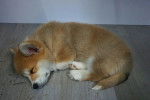 Un Borgi allongé sur un plancher et semblant dormir 