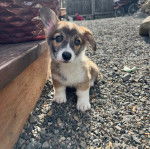 Un Borgi au pelage bicolore, assis sur des gravillons et regardant vers la caméra