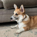 Un Borgi au pelage bicolore, allongé sur un tapis, tirant la langue et portant un collier autour du cou