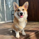 Un Borgi au pelage bicolore, assis sur un perron en bois et tirant la langue  