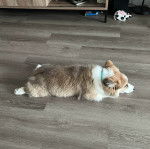 Un Borgi au pelage tricolore, allongé sur une surface carrelé et semblant détendu