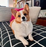 Un Borgi au pelage bicolore, allongé sur un lit et semblant détendu