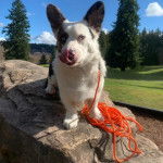 Un Borgi au pelage bicolore, debout sur ses quatre pattes sur un rocher, léchant son museau et qui est tenu en laisse