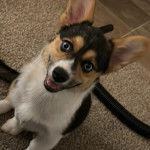 Un Borgi au pelage tricolore, assis sur un tapis et ayant la gueule légèrement ouerte 